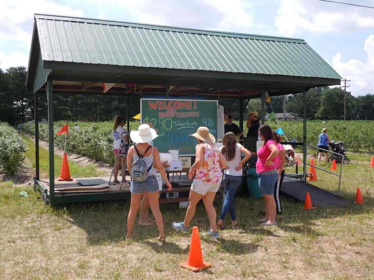 U Pick stand where Bennett Blueberries are weighed and purchased right in the field after pick your own. 